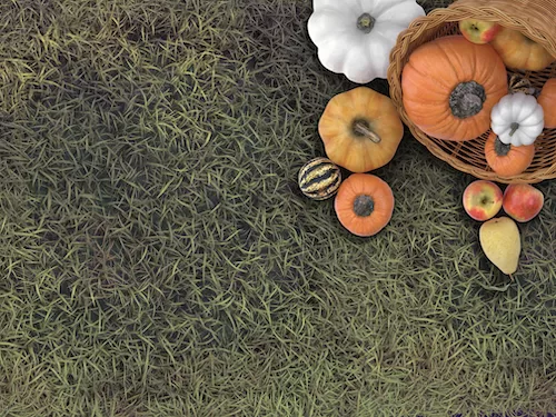 Cornucopia with pumpkins on grass