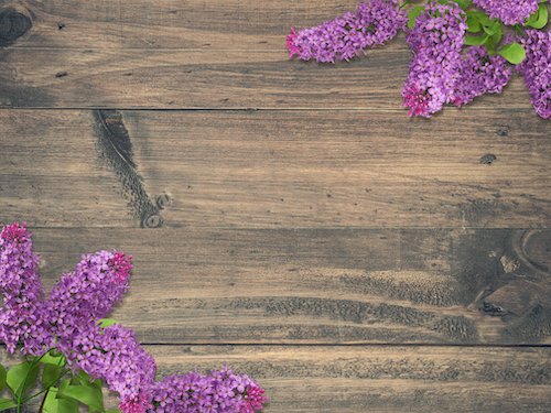 Pink Lilac on wooden background