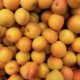 Apricots - Apricots