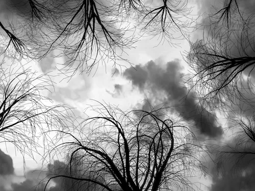 Trees silhouette low angle