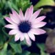 Pink Daisy flower - Flowers