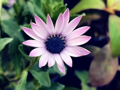Pink Daisy flower