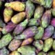 Prickly pears - Prickly Pears