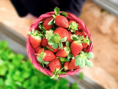 Strawberries in a red basket
