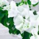 White Paper flowers - Flowers