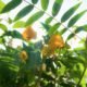 Coffee senna flowers - Flowers