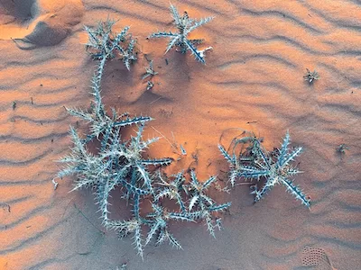 Desert plants aloe vera in the desert top view stock image – Royalty Free.