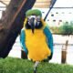 Macaw - Birds