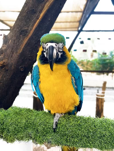Blue and yellow macaw parrot front view stock photo