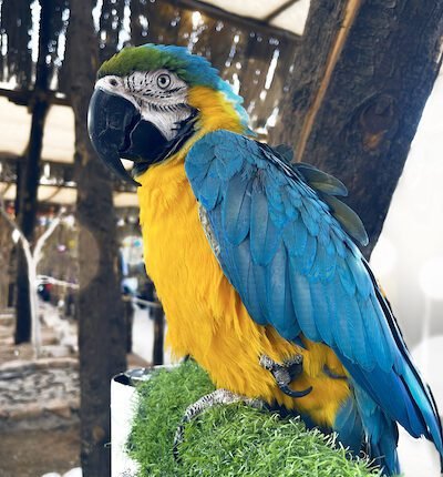 Blue and yellow macaw parrot side view stock photo