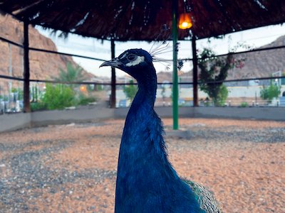 Blue Peacock stock image