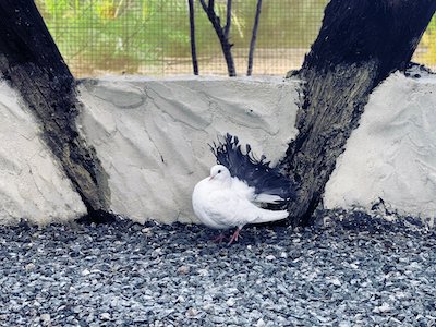 Fantail Pigeon bird stock image