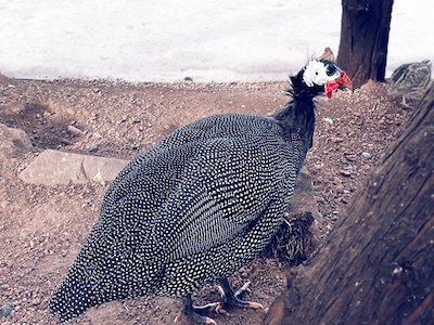 Helmeted Guineafowl bird side view stock photo