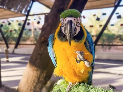 Blue and yellow macaw parrot lifting his foot front view stock photo.