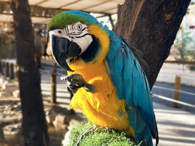 Blue and yellow macaw parrot lifting hid foot side view stock photo