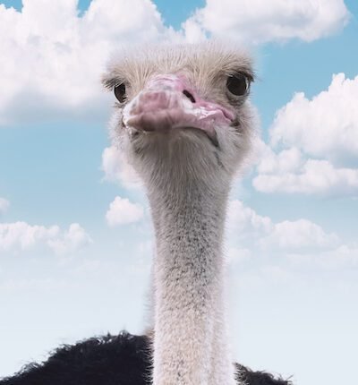 Ostrich closeup looking at the camera stock photo