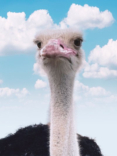 Ostrich closeup looking at the camera stock photo