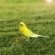 Yellow Budgerigar - Budgerigars birds