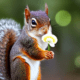 Squirrel holding a flower - Squirrel holding a flower stock photo