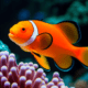 Clownfish with pink anemone - Clownfish with pink anemone stock image.
