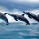 Dolphins jumping - Dolphins jumping out of ocean stock image.