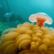 Jellyfish underwater - Orange jellyfish in ocean stock image.