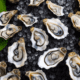 Oysters with ice and leaves - Opened oysters on ice top view stock image.