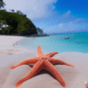 Orange starfish on beach - Orange starfish on sand beach stock image.