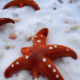 Orange starfish on snow - Orange starfish on snow stock image.