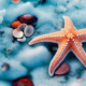 Orange starfish with seashells - orange starfish with seashells on beach stock image.