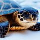 Turtle on snow - Turtle on snow stock photo.