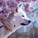 White wolf side view - Arctic white wolf side view stock photo.