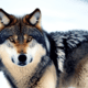Wolf in snow - Brown wolf in snow front view stock photo.