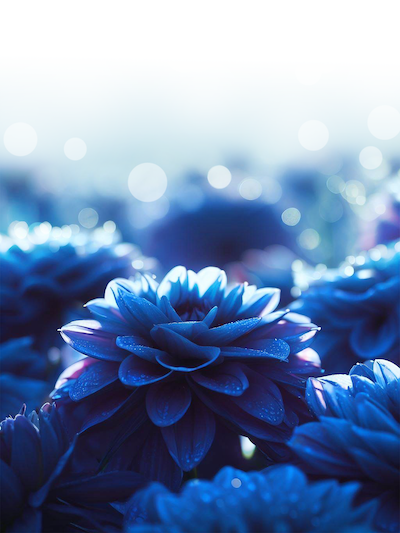 Blue Indigo Dahlia flowers with water droplets with bokeh background stock image