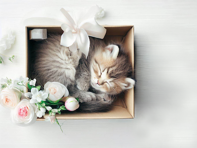 Kitten sleeping inside a box with bow and flowers on a white wooden background top view stock image