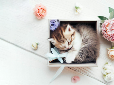 Brown kitten sleeping inside a gift box with flowers on a white wooden background top view stock image