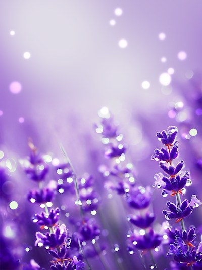 Lavender flowers with water droplets on purple background with bokeh stock image